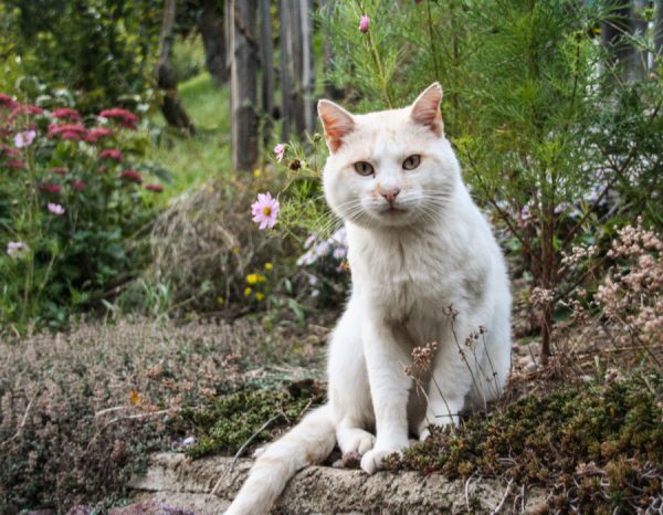 Katzen am Bauernhof