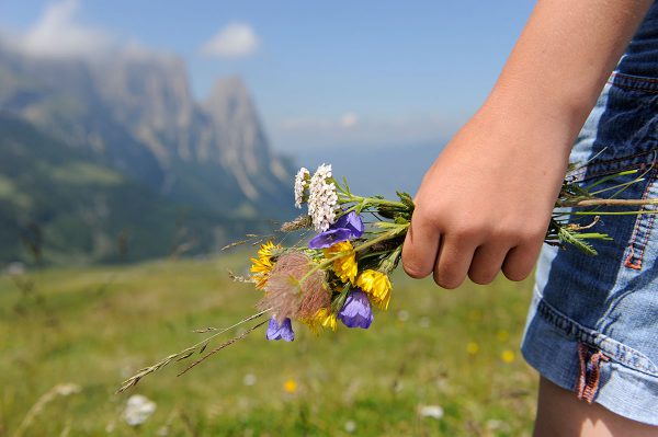 Blumenmeer in den Dolomiten